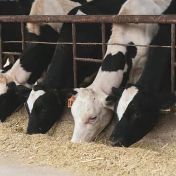 Alimentation animale