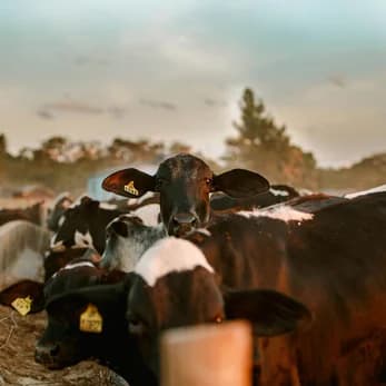 Alimentation animale