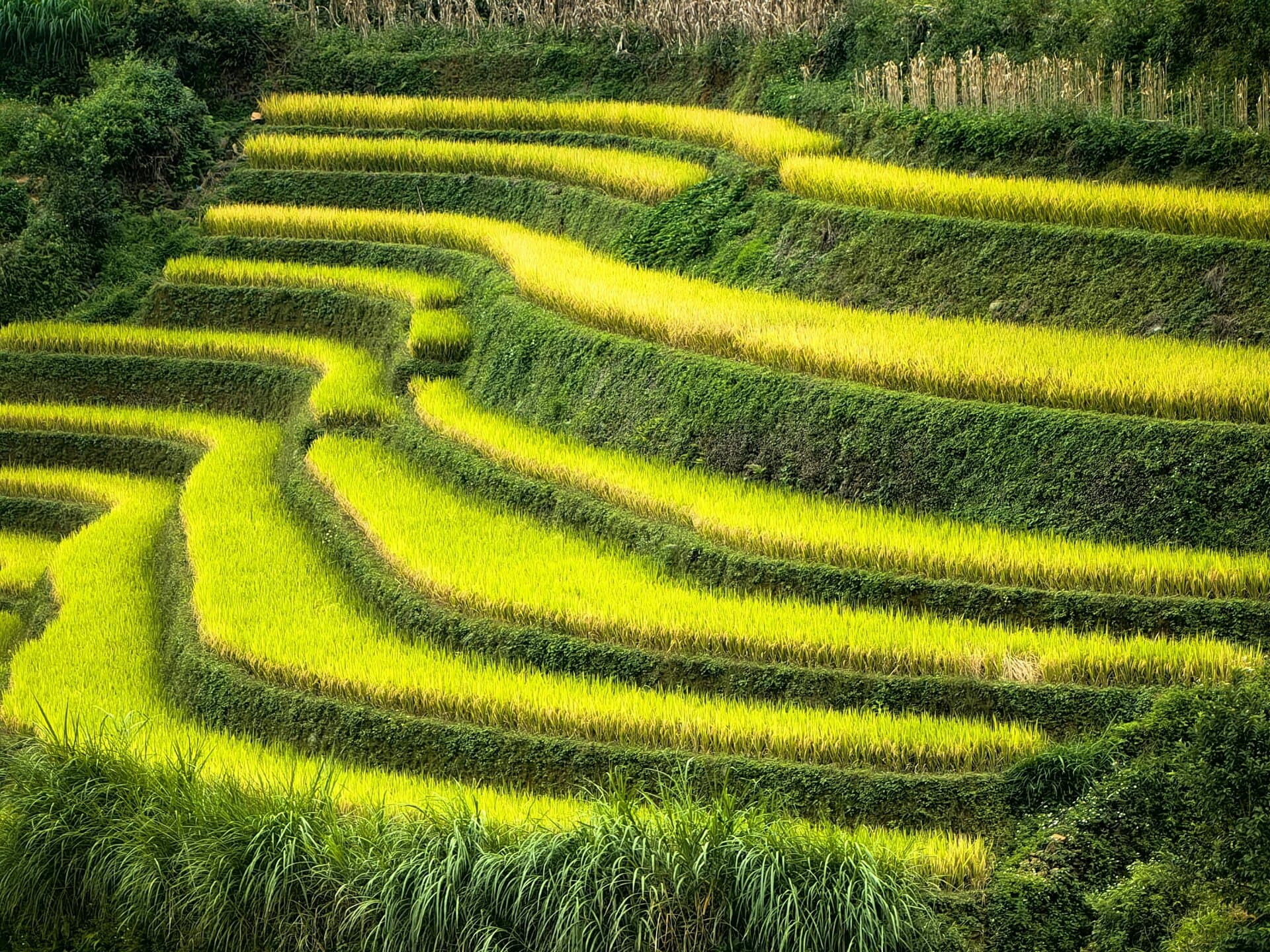 Riz